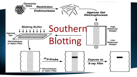 Southern Blotting Gentaur Espa A Anticuerpos Kits De Pcr Kits De