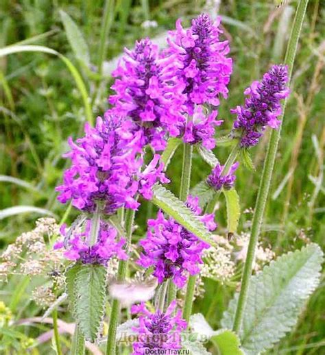 Буквица лекарственная - Доктор Трав