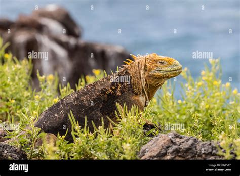 An Adult Galapagos Land Iguana Conolophus Subcristatus Basking On