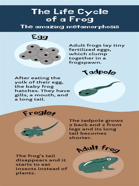 Blue and Brown Simple Illustrated Life Cycle of Frogs Infographic | PDF