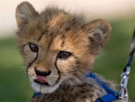 Robin Loznak Photography: Cheetah cubs on the prowl