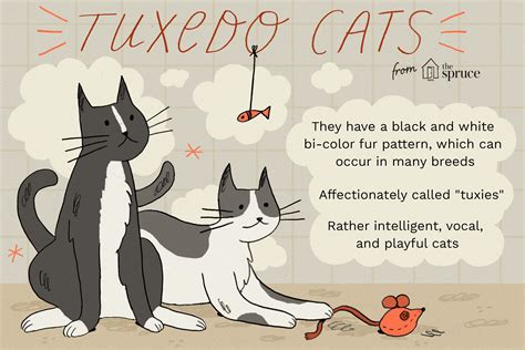 Tuxedo Cat Breed Profile | Tuxedo cat art, Tuxedo cat, Cats