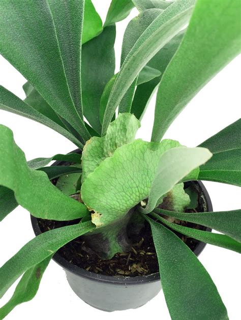 Care For Staghorn Ferns