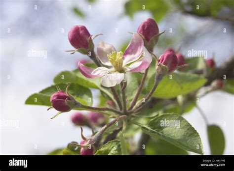 Apple Tree Detail Branch Blossoms Apple Plantation Rose Plant