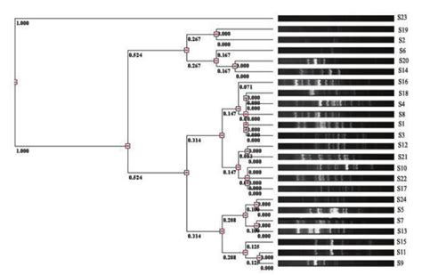 Dendrogram For Rep Pcr Of Y Enterocolitica Using Simple Match