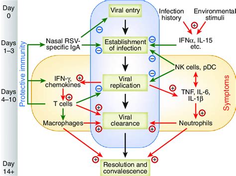 Sequential Events During Influenza Virus Infection Viral Entry And Download Scientific Diagram