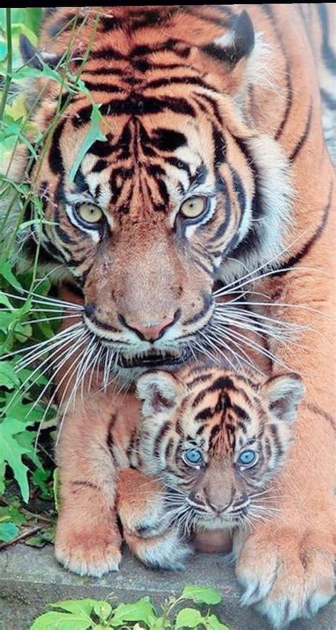 This Cute Mother And Cub Tiger 🐯 : r/CuteAnimalsTogether