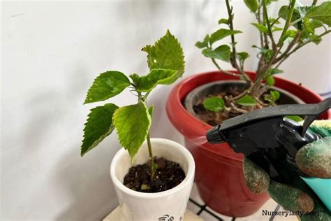 How To Propagate Hibiscus 4 Methodsstep By Step Guide