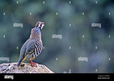 Red Legged Partridge Alectoris Rufa Stock Photo Alamy