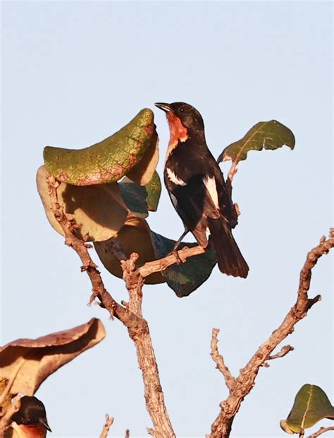 White-rumped Tanager (Cypsnagra hirundinacea) Emas National Park, Goias State, Brazil — Coke ...