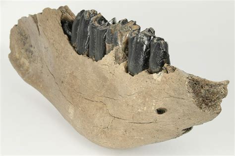 17" Fossil Woolly Rhino (Coelodonta) Right Mandible - North Sea ...