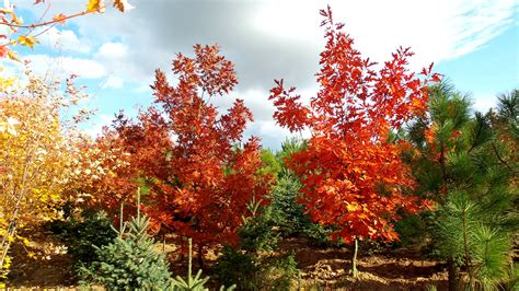 Красный дуб | ПИТОМНИК ЭКЗОТИЧЕСКИХ ДЕРЕВЬЕВ