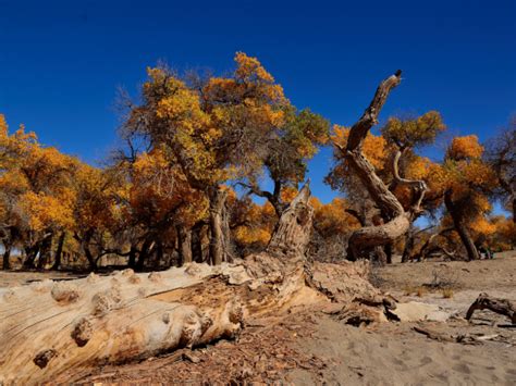 Badain Jaran Desert trekking tour, China | Responsible Travel