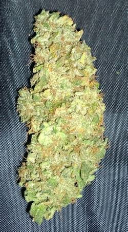 Amsterdam Haze The Hydro Connoisseur