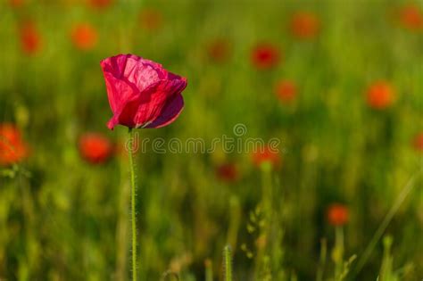 Pink Poppy Flower in England Stock Photo - Image of floral, nature ...