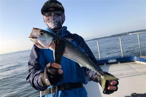 【2021年6月版：現役船長の東京湾レポート】魚は元気な梅雨シーズン！イワシについた青物andマゴチも好調です Tsuri Hack 釣りハック