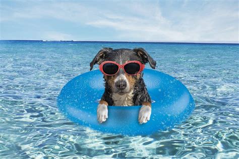 543 Dog Pool Floating Stock Photos - Free & Royalty-Free Stock Photos ...