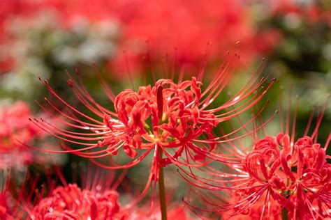 Lycoris Radiata Coltivazione E Cura Fito