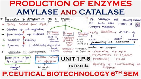 Production Of Enzymes Amylase And Catalase Production Application