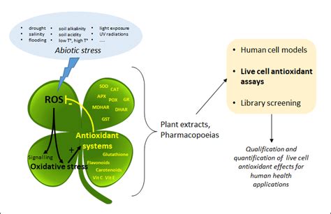 Live Cell And Antioxidant Activities Encyclopedia Mdpi