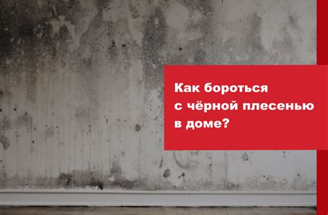 Как бороться с чёрной плесенью: лучшие советы