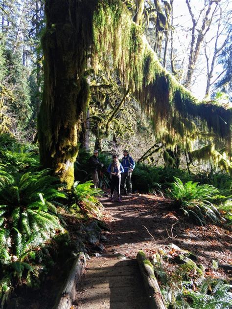 12-09-19 Hoh Rainforest Hike – Mountain Flamingo