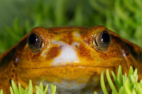 Tomato Frog Madagascar Tomato Frog License Image 71419095 Image