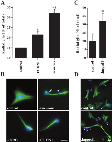 Activated Notch And Jagged Induce Radial Formation A Purified P