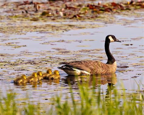 Canada Goose and Gosling Photo and Image. Swimming in Their Environment and Habitat with Water ...