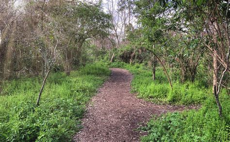 Couturie Forest A Tranquil Lowlands Forest In City Park New Orleans