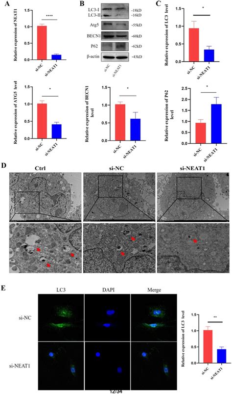 Effects Of Lncrna Neat1 On Autophagy In The Mc3t3 E1 Osteoblast Line A