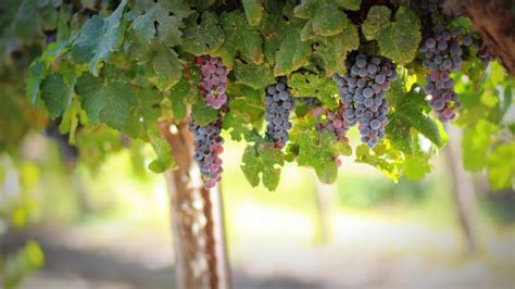 Free Stock Photo Of Grapes On Tree Download Free Images And Free