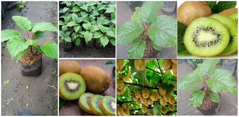 Jual Bibit Tanaman Buah Kiwi Jantan Dan Betina Bibit Pohon Kiwi Sepaket