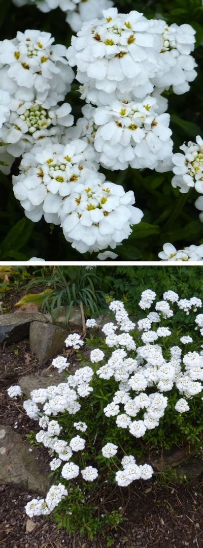 Hoo House Nursery Iberis Sempervirens Snowflake