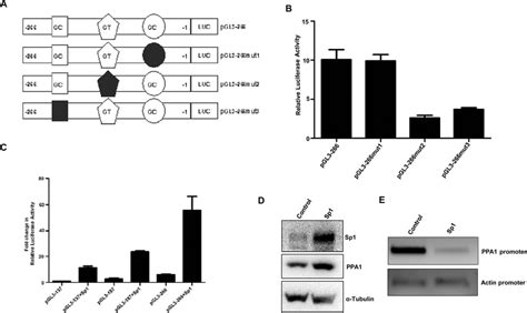 Sp1 regulates PPA1 expression and alters chromatin accessibility. (A ... 