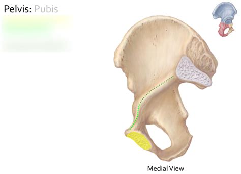 Pubis 2 Diagram | Quizlet