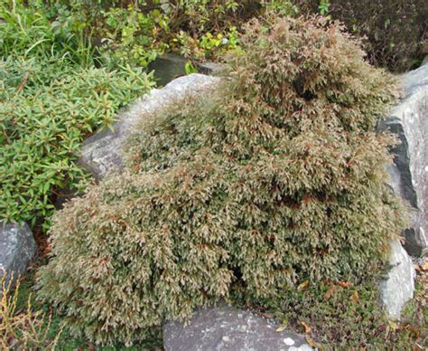 Chamaecyparis Thyoides Heatherbun North American Rock Garden Society