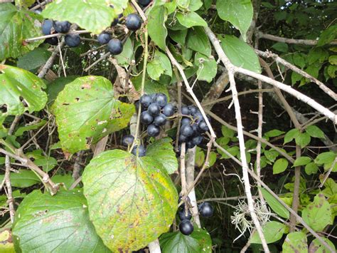 Vitis Mustangensis Mustang Grape I Love The Fuzzy Variably Shaped