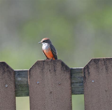 Birding Rarities Southwest Florida Linda Jacobson Photography