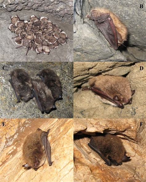 Some species of bats during hibernation in caves of the Urals ...