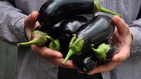 Heres How To Tell If Eggplant Has Gone Bad