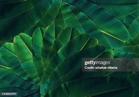 1,662 Banana Palm Leaves Stock Photos, High-Res Pictures, and Images - Getty Images