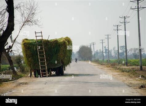 A Truck Loaded With Freshly Cut Soilage On Teh Roadside In Kasur