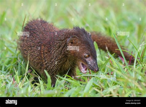 Mongoose snake hi-res stock photography and images - Alamy