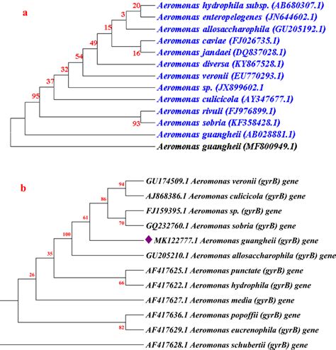 Phylogenetic Tree Construction Based On The 16S RDNA Sequence Showing