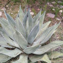 Agave Durangensis World Of Succulents