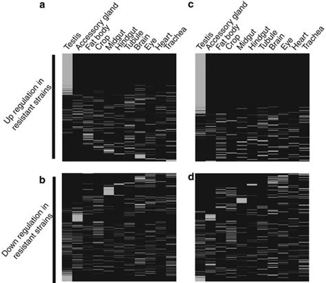 Natural Variation Of The Y Chromosome Suppresses Sex Ratio Distortion And Modulates Testis
