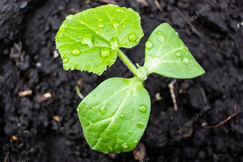 Las Plantas Jóvenes De Pepino O Calabaza Crecen Del Suelo Sobre Hojas Verdes De Rocío Cultivo