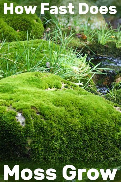 How Fast Does Moss Grow