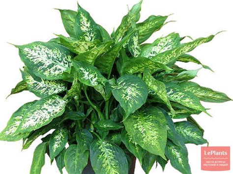 Диффенбахия пятнистая 'Компакта' (Dieffenbachia maculata 'Compacta ...
